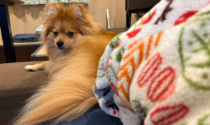 お留守番だったので少し機嫌斜めらにあん