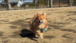 ドッグラン満喫中のぽんか