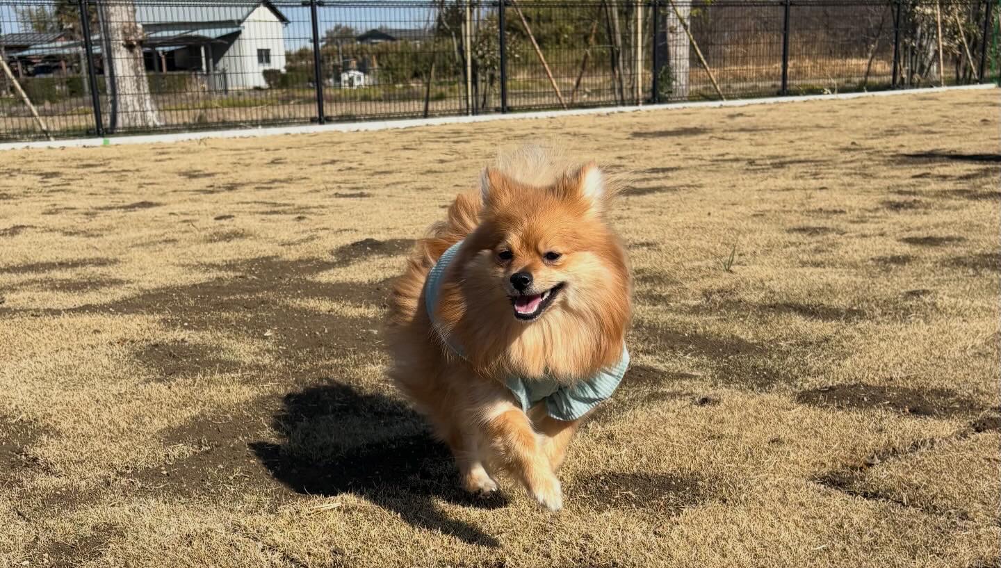 ドッグラン満喫中のぽんか
