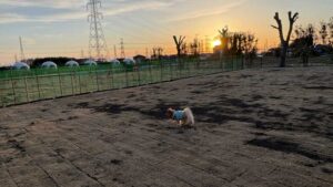 ドッグランの向こうに沈みゆく夕日