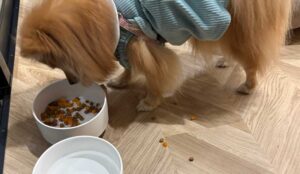 ぽんか、カリカリとにんじんをお皿の外に捨てるの図