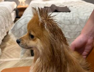 後頭部が濡れてぺったんこ、どこか鳥みたいなぽんか