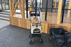 管理棟前でカートに載せられたぽんかちゃん